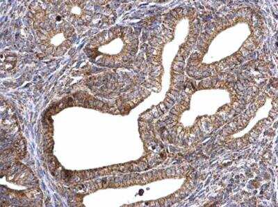 Immunohistochemistry-Paraffin: ATPG Antibody [NBP2-15525]