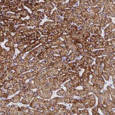 Immunohistochemistry-Paraffin: ATPG Antibody [NBP2-34138]