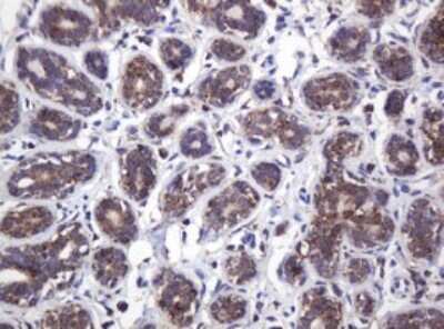 Immunohistochemistry: ATPG Antibody (OTI2H6) - Azide and BSA Free [NBP2-70233]