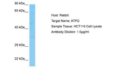 Western Blot: ATPG Antibody [NBP2-87059]