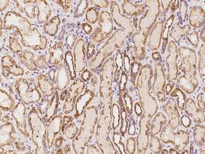 Immunohistochemistry-Paraffin: ATPase Antibody [NBP2-98188]