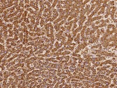 Immunohistochemistry-Paraffin: ATPase Antibody [NBP2-98188]