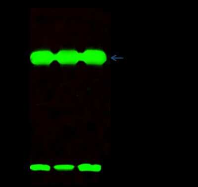 Immunoprecipitation: ATPase Inhibitory Factor 1 Antibody [NBP2-99177]
