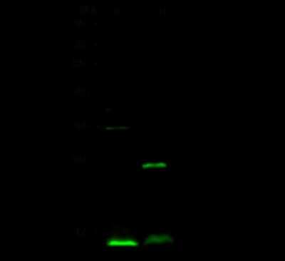 Western Blot: ATPase Inhibitory Factor 1 Antibody [NBP2-99177]