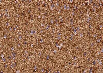 Immunohistochemistry-Paraffin: ATPase Na+/K+ beta 2 Antibody [NBP2-97186]