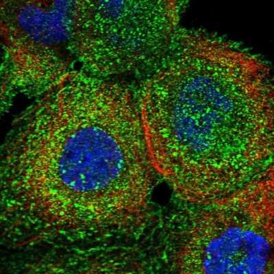 Immunocytochemistry/ Immunofluorescence: ATPase Na+/K+ beta 3 Antibody [NBP2-38595]