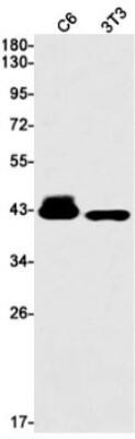 Western Blot: ATPase Na+/K+ beta 3 Antibody (S02-1B4) [NBP3-19946]