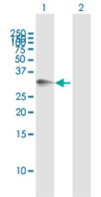 Western Blot: ATPase Na+/K+ beta 3 Antibody [H00000483-B01P]