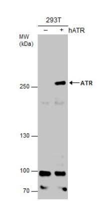 Western Blot: ATR Antibody (2B5) [NB100-308]