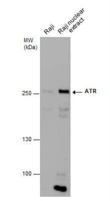 Western Blot: ATR Antibody (2B5) [NB100-308]