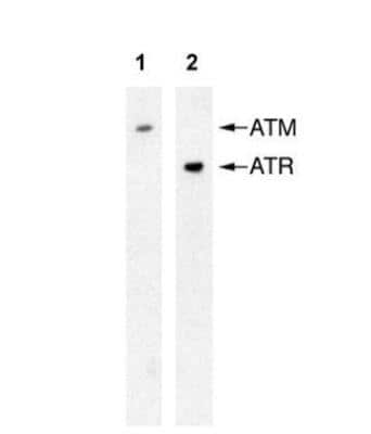 Western Blot: ATR Antibody (2B5) [NB100-308]