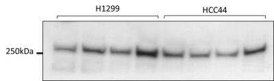 Western Blot: ATR Antibody [NB100-323]