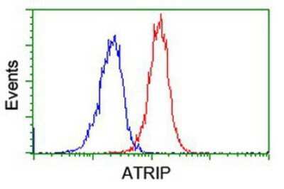 Flow Cytometry: ATRIP Antibody (OTI5E7) [NBP2-02004]