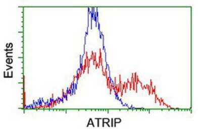 Flow Cytometry: ATRIP Antibody (OTI5E7) [NBP2-02004]