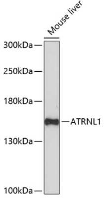 Western Blot: ATRNL1 AntibodyAzide and BSA Free [NBP2-92749]