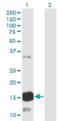 Western Blot: ATXN7L1 Antibody (1H2) [H00222255-M06]