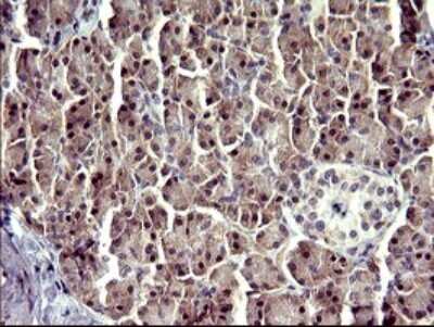 Immunohistochemistry: ATXN7L1 Antibody (OTI4F6) [NBP2-46558]