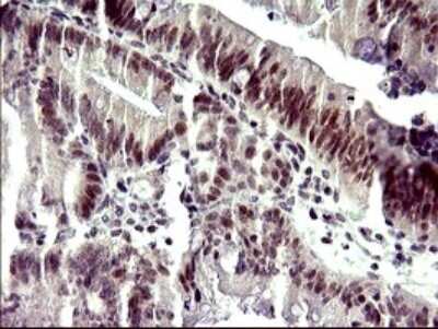 Immunohistochemistry: ATXN7L1 Antibody (OTI4F6) [NBP2-46558]