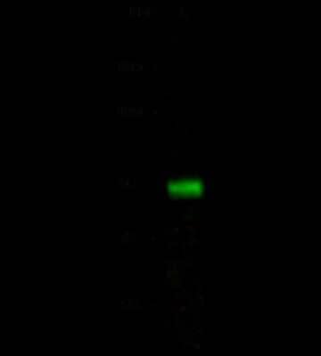 Western Blot: ATXN7L1 Antibody [NBP2-99251]