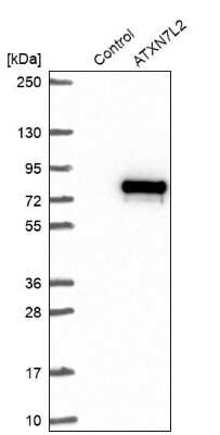 Western Blot: ATXN7L2 Antibody [NBP1-83876]