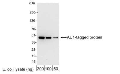 Western Blot: AU1 Epitope Tag AntibodyBSA Free [NB600-452]