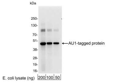 Western Blot: AU1 Epitope Tag AntibodyBSA Free [NB600-453]