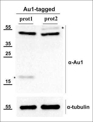 Western Blot: AU1 Epitope Tag AntibodyBSA Free [NB600-453]