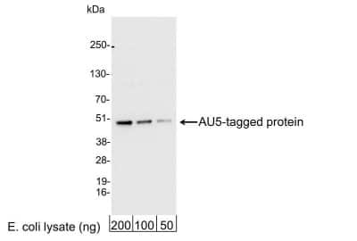 Western Blot: AU5 Epitope Tag AntibodyBSA Free [NB600-458]