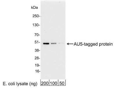 Western Blot: AU5 Epitope Tag AntibodyBSA Free [NB600-461]