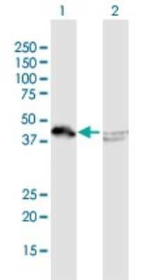 Western Blot: AUF1 Antibody [H00003184-B01P]