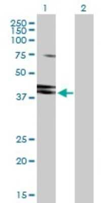 Western Blot: AUF1 Antibody [H00003184-D01P]