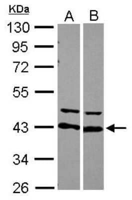 Western Blot: AUF1 Antibody [NBP2-15527]