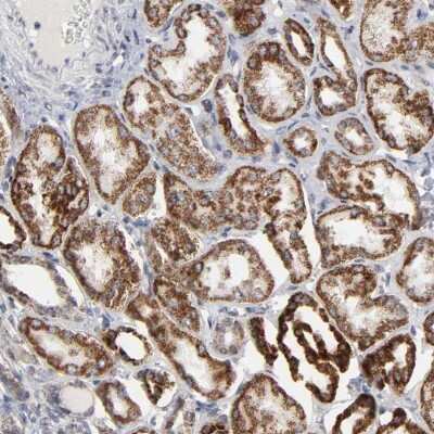 Immunohistochemistry-Paraffin: AUH Antibody [NBP1-86516]