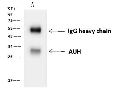Immunoprecipitation: AUH Antibody [NBP2-97719]