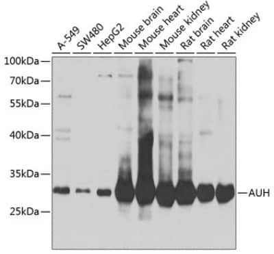 Western Blot: AUH AntibodyBSA Free [NBP2-92807]