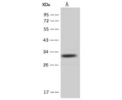 Western Blot: AUH Antibody [NBP2-97719]