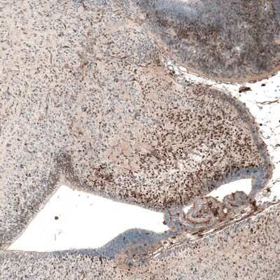 Immunohistochemistry-Paraffin: AUTS2 Antibody (CL7084) [NBP2-76530]