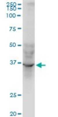 Western Blot: AVEN Antibody (2B10) [H00057099-M08]