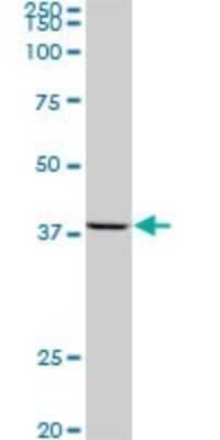 Western Blot: AVEN Antibody (2B10) [H00057099-M08]