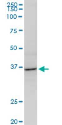 Western Blot: AVEN Antibody (2B10) [H00057099-M08]
