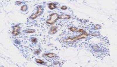 Immunohistochemistry-Paraffin: AVEN Antibody (3G4) - BSA Free [NBP1-07098]
