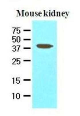 Western Blot: AVEN Antibody (3G4)BSA Free [NBP1-07098]