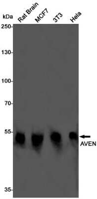 Western Blot: AVEN Antibody (S06-7A9) [NBP3-15004]