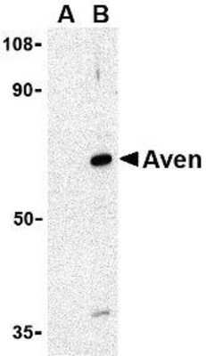 Western Blot: AVEN AntibodyBSA Free [NBP1-76764]