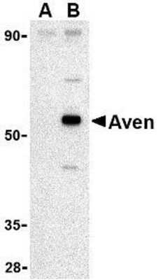 Western Blot: AVEN AntibodyBSA Free [NBP1-76771]