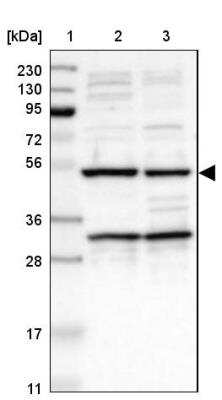 Western Blot: AVEN Antibody [NBP1-87313]