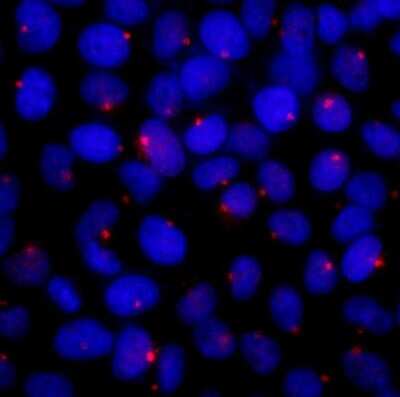 Immunocytochemistry/ Immunofluorescence: AZ1 Antibody [NB100-68225]