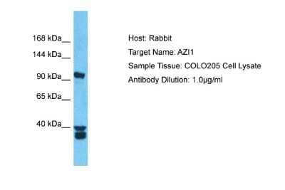 Western Blot: AZ1 Antibody [NBP2-87060]