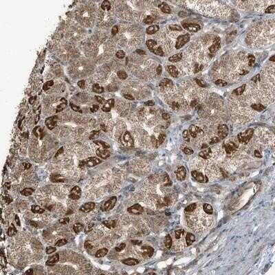 Immunohistochemistry-Paraffin: AZI2 Antibody [NBP1-88924]