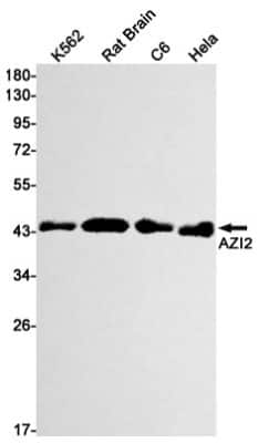 Western Blot: AZI2 Antibody (S01-7E7) [NBP3-15005]